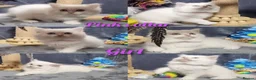 British Longhair cats for sale: BHL Silver Tipped ns12 KITEN - Advert 11