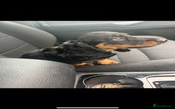 Miniature Dachshund dogs for sale: Adorable miniature dachshund long hair fully vac - Image 4