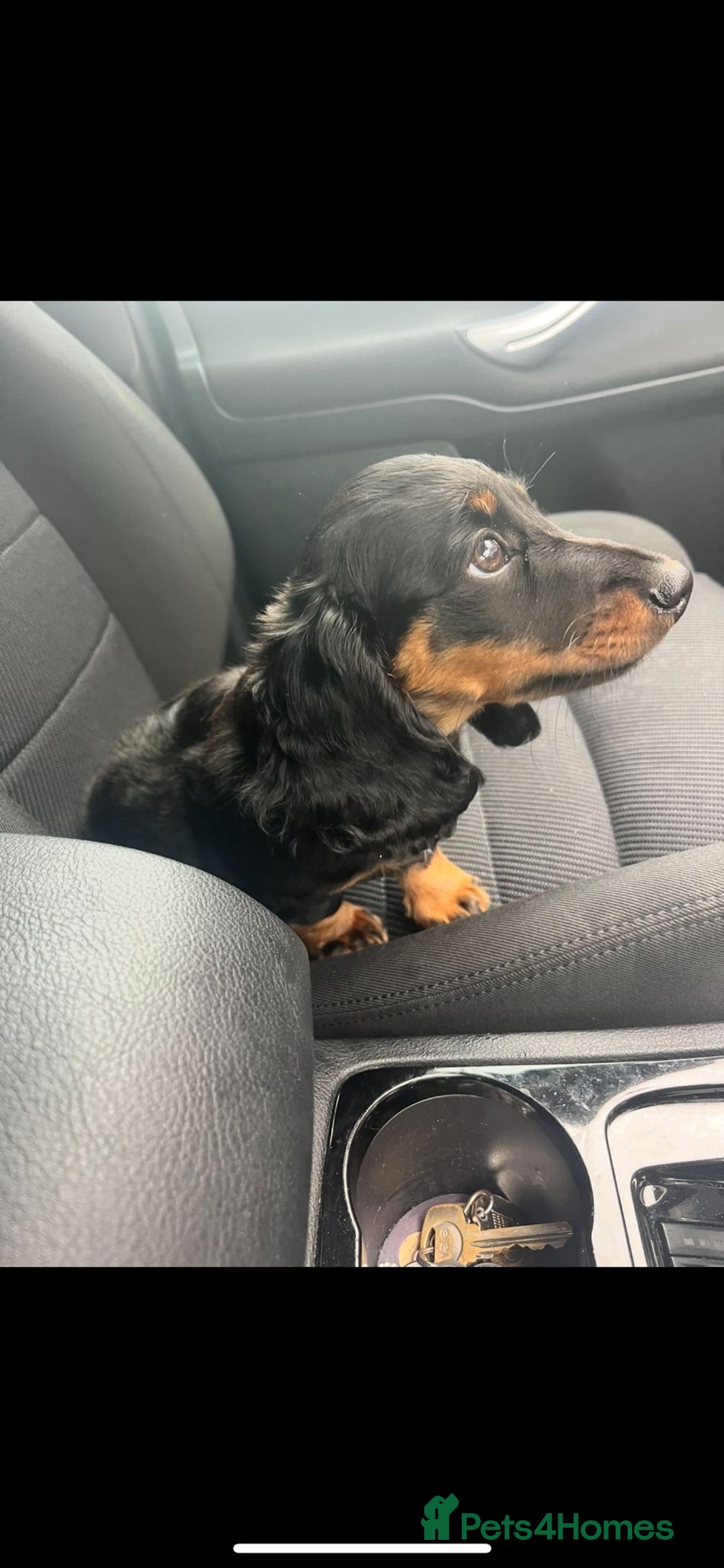 Miniature Dachshund dogs for sale: Adorable miniature dachshund long hair fully vac - Image 4