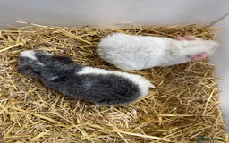 Guinea Pig rodents for sale: Baby Male Teddy Guinea Pigs  - Advert 3