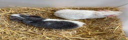 Guinea Pig rodents for sale: Baby Male Teddy Guinea Pigs  - Advert 3