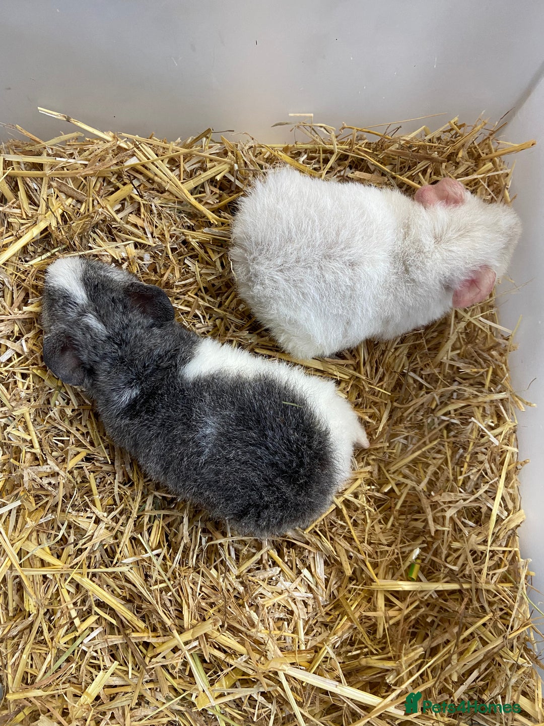 Guinea Pig rodents for sale: Baby Male Teddy Guinea Pigs  - Advert 3
