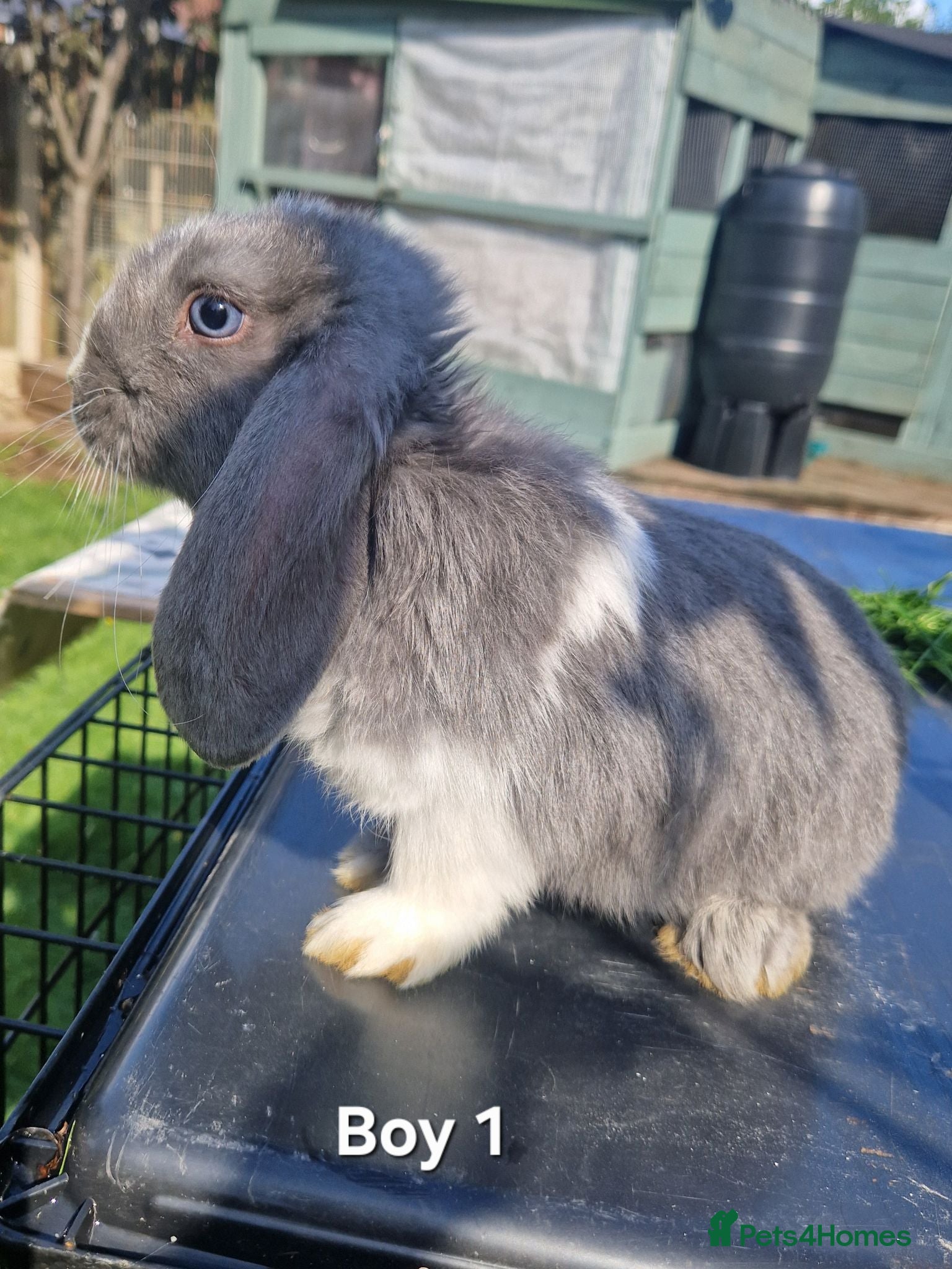 Mini Lop rabbits Mini Lops Ready Now - Advert 10