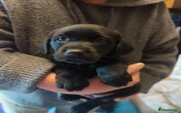 Labrador Retriever dogs for sale:  Vax, Chipped & KC reg black Labrador Puppies  - Image 23
