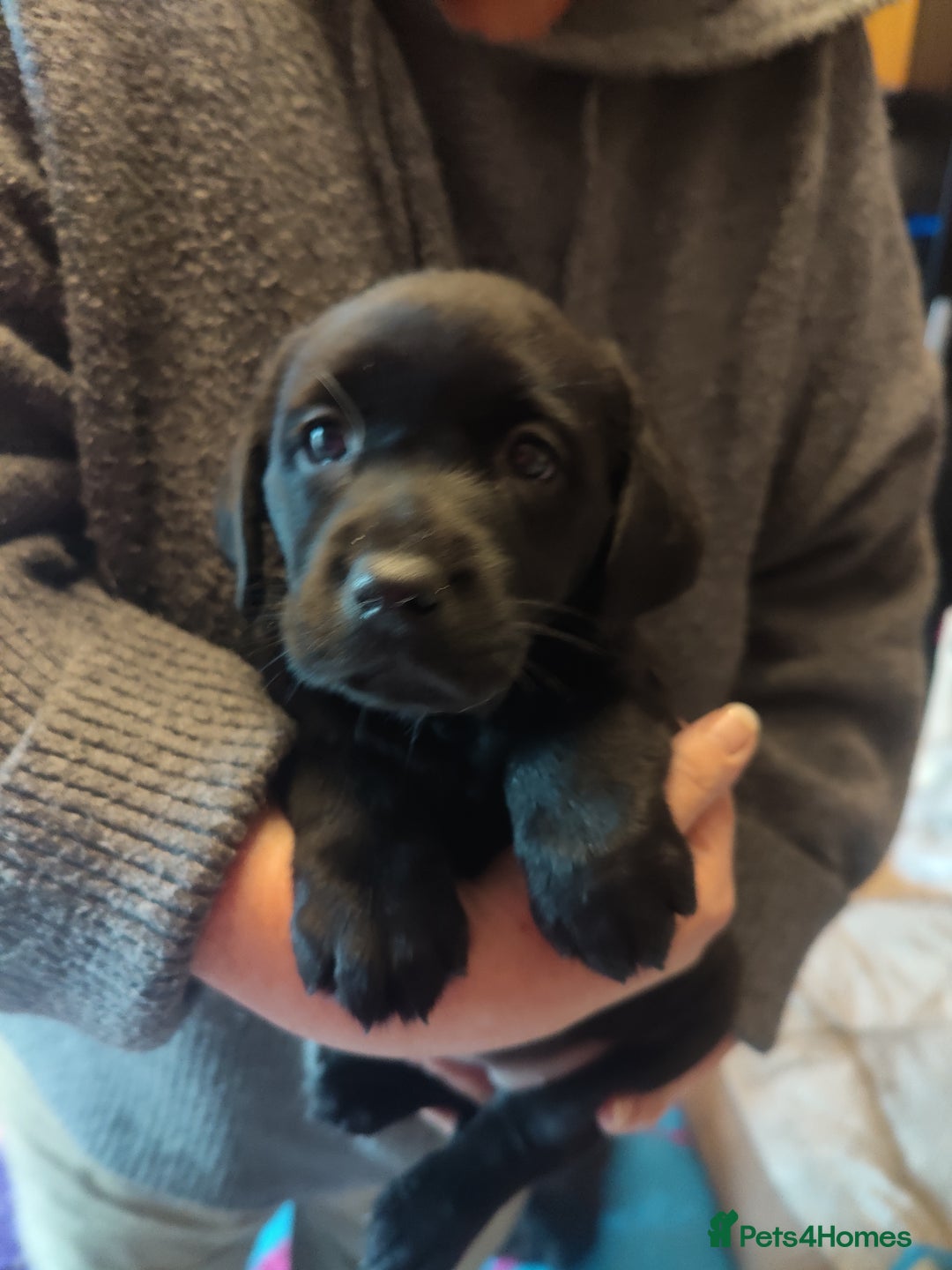 Labrador Retriever dogs for sale:  Vax, Chipped & KC reg black Labrador Puppies  - Image 23