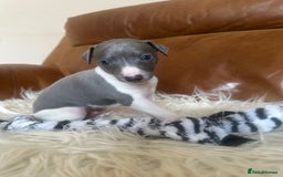 Mixed Breed dogs for sale: Adorable whippet x Italian greyhound pups !!! - Image 4