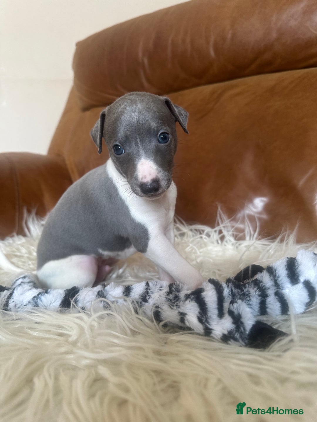 Mixed Breed dogs for sale: Adorable whippet x Italian greyhound pups !!! - Image 4