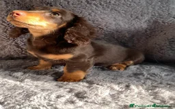 Miniature Dachshund dogs for sale: Dachshund  - Image 2