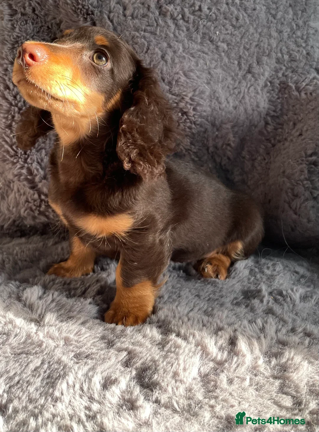 Miniature Dachshund dogs for sale: Dachshund  - Image 2