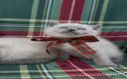 British Shorthair cats for sale: GCCF Health tested British Shorthaired kittens - Image 10