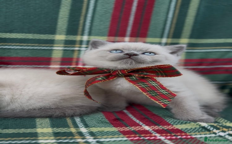 British Shorthair cats Health tested British Shorthair Seal point kittens - Advert 5