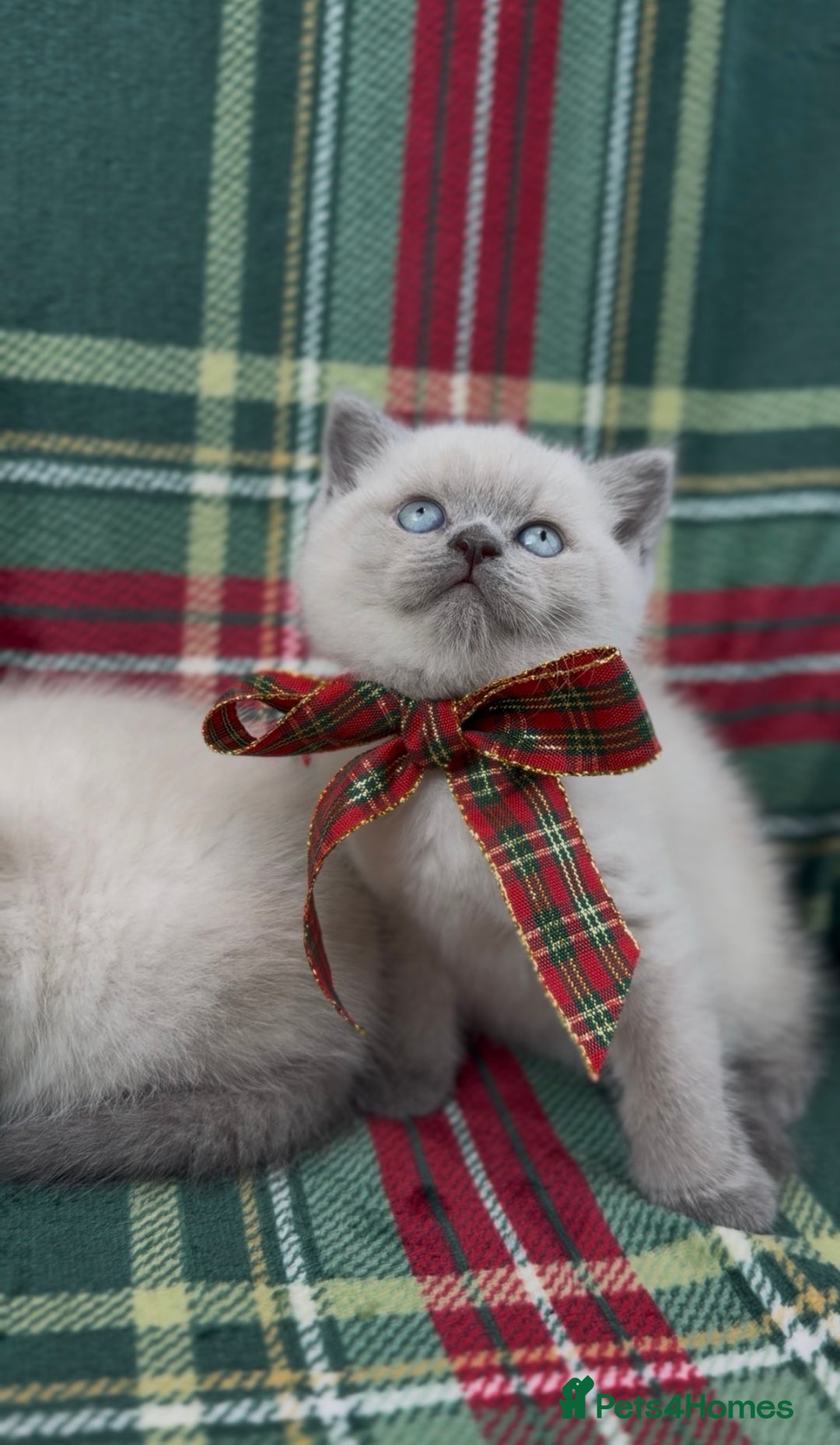 British Shorthair cats for sale: GCCF Health tested British Shorthaired kittens - Image 10