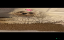 Maltipoo dogs for sale: F1 dollface Korean/Asian maltipoo fur babys  😍💙 - Advert 10