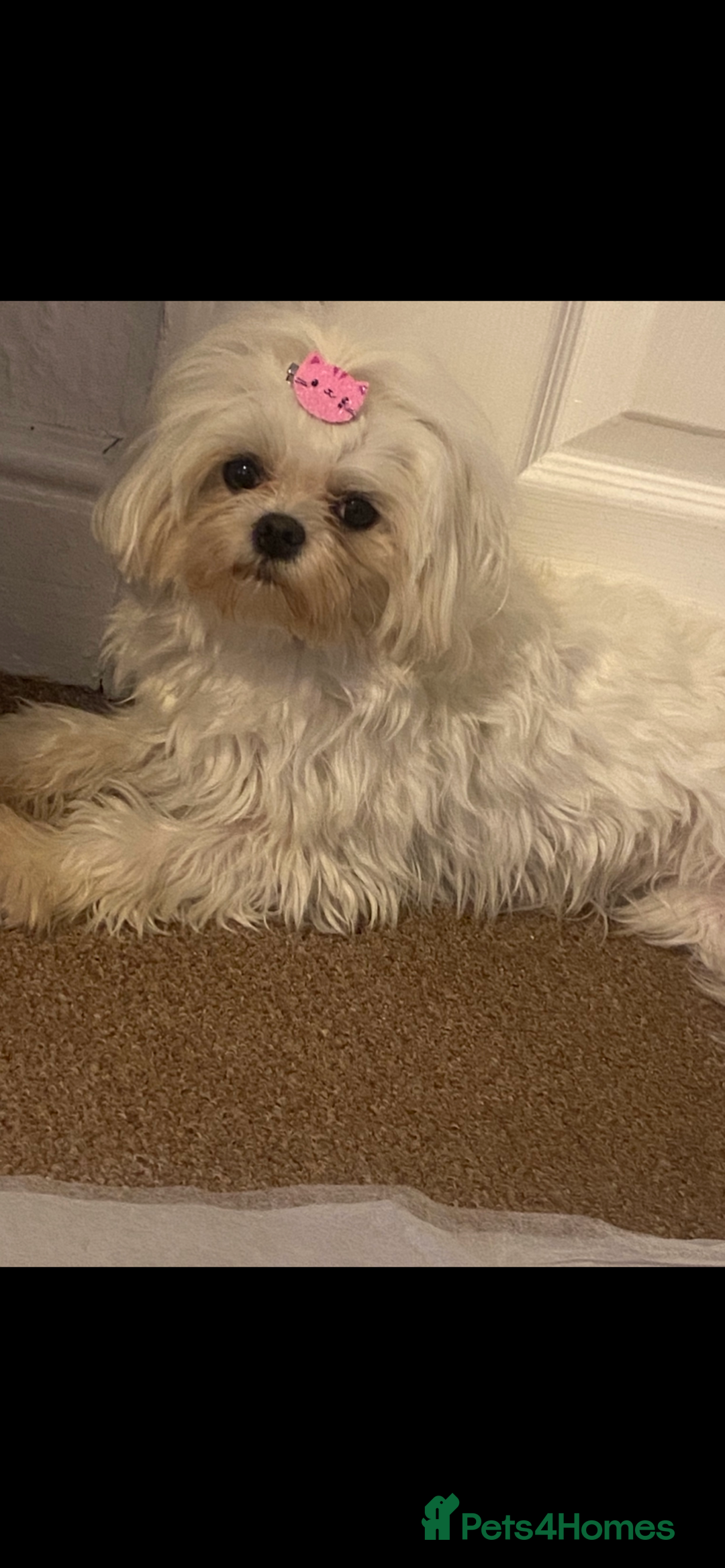 Maltipoo dogs for sale: F1 dollface Korean/Asian maltipoo fur babys  😍💙 - Advert 10