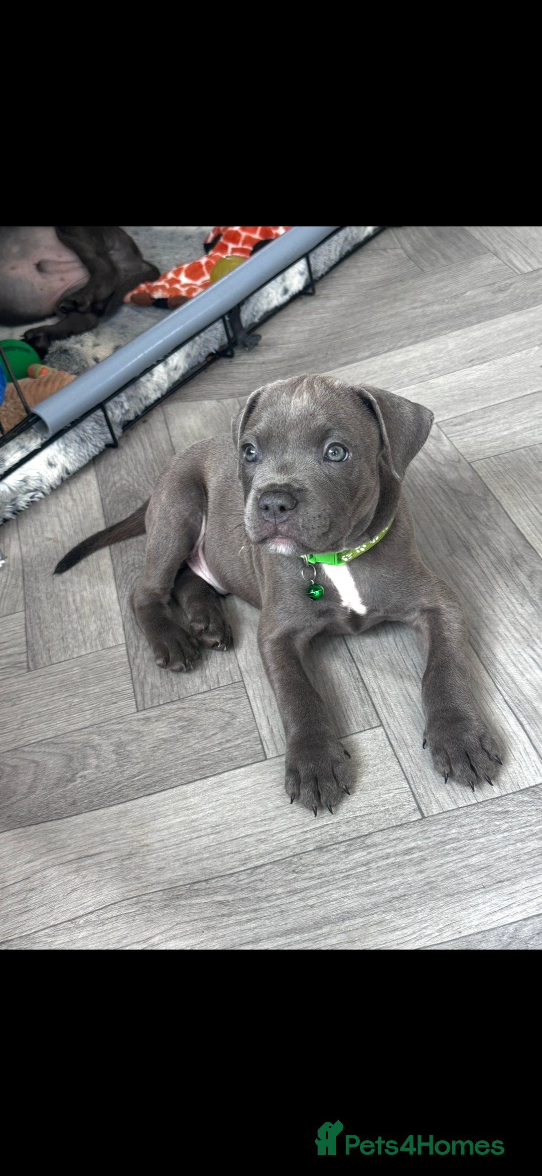 Staffordshire Bull Terrier dogs for sale: Blue Staffordshire bull terrier  - Image 6
