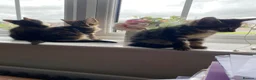 Mixed Breed cats for sale: Kitten for sale ready to go  - Advert 5