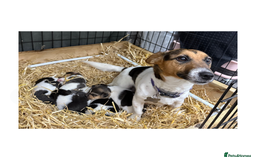 Jack Russell dogs for sale: Miniature Short-Legged Traditional Jack Russells - Image 1