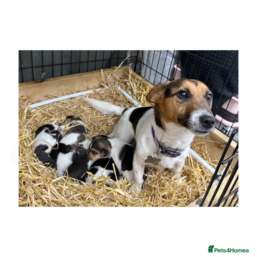 Jack Russell dogs for sale: Miniature Short-Legged Traditional Jack Russells - Image 1