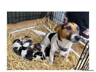 Jack Russell dogs Miniature Short-Legged Traditional Jack Russells - Advert 2
