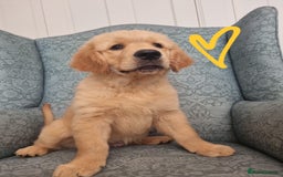 Golden Retriever dogs for sale: Male Golden Retriever puppy for sale.  - Image 2