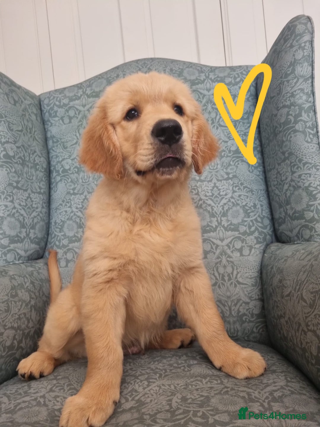 Golden Retriever dogs for sale: Male Golden Retriever puppy for sale.  - Image 2