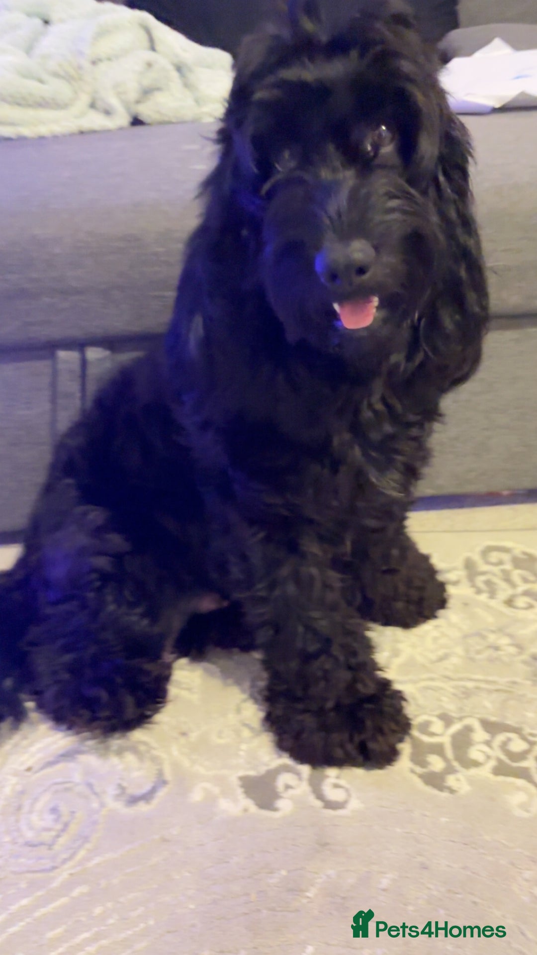 Cockapoo dogs for sale: Cockapoos puppies for sale *ready 19th feb* - Advert 30