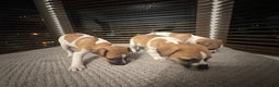 Jack Russell dogs for sale: Jack Russell puppies for sale - Advert 7