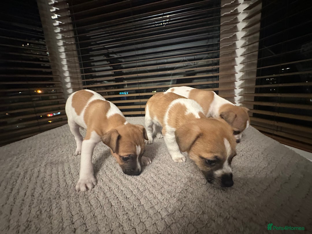 Jack Russell dogs for sale: Jack Russell puppies for sale - Advert 7