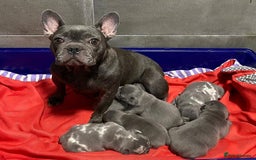 French Bulldog dogs for sale: Family Raised French Bulldog Puppies- Vet Approved - Image 10