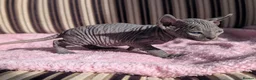 Sphynx cats for sale: Ready for reservation  - Advert 26