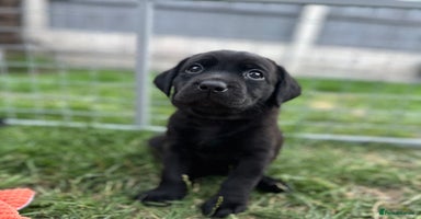Labrador Retriever dogs - Advert 4