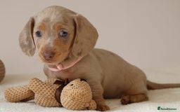 Miniature Dachshund dogs for sale:  🌟5StarsLicense+Holistic+KC+VetChecked+PRA Clear+ - Image 6