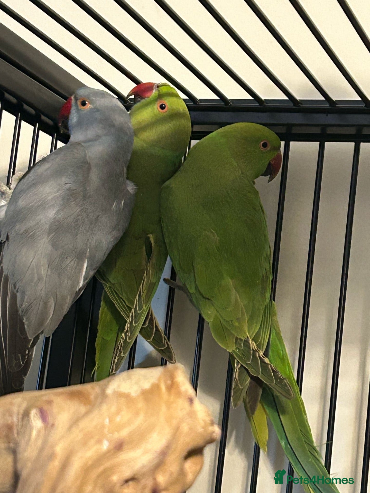 Ringnecks birds Stunning Various Green Indian Ringnecks  - Advert 1