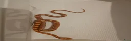 Corn Snake reptiles for sale: Baby cornsnakes for sale - Advert 12