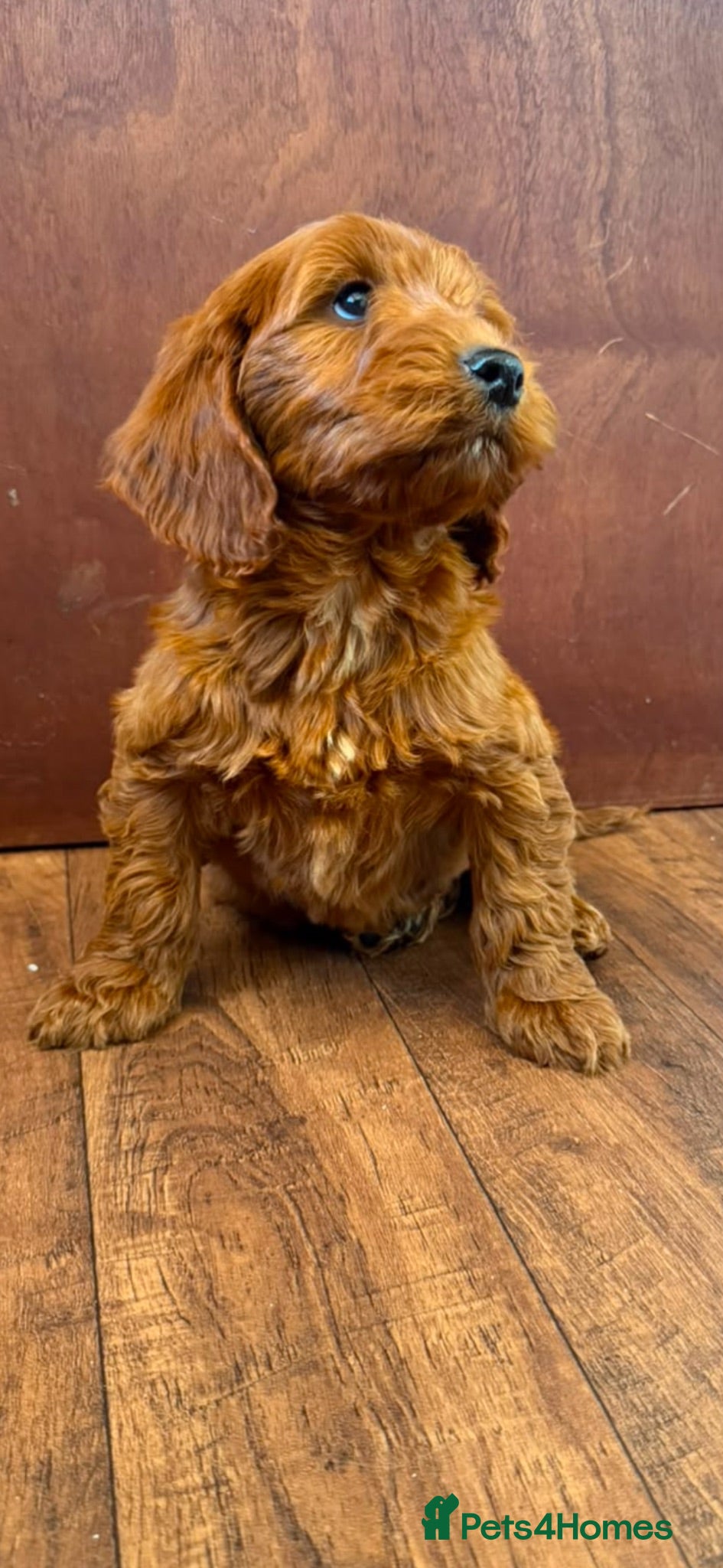 Cockapoo dogs 4 Stunning cockapoo puppies for sale  - Advert 2