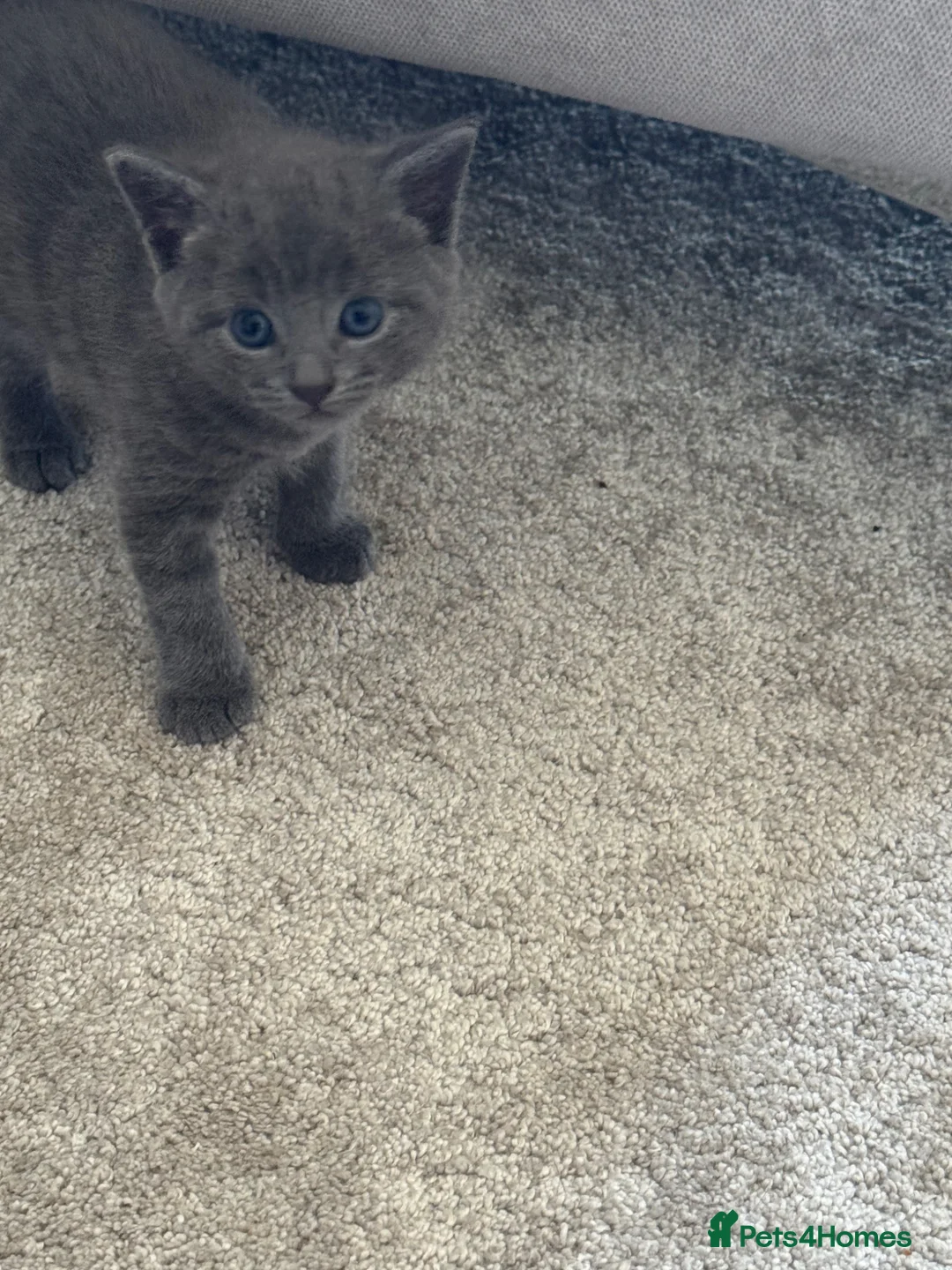 Mixed Breed cats for sale: 4 beautiful girl kittens  - Advert 5