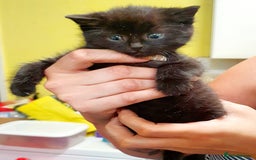 Mixed Breed cats for sale: 1 little girl left - Image 1