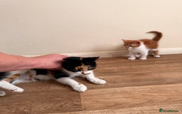 Mixed Breed cats for sale: Three cliffs ready for a new home - Image 1