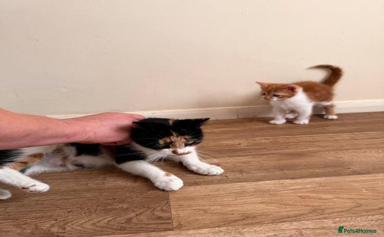 Mixed Breed cats - Advert 3