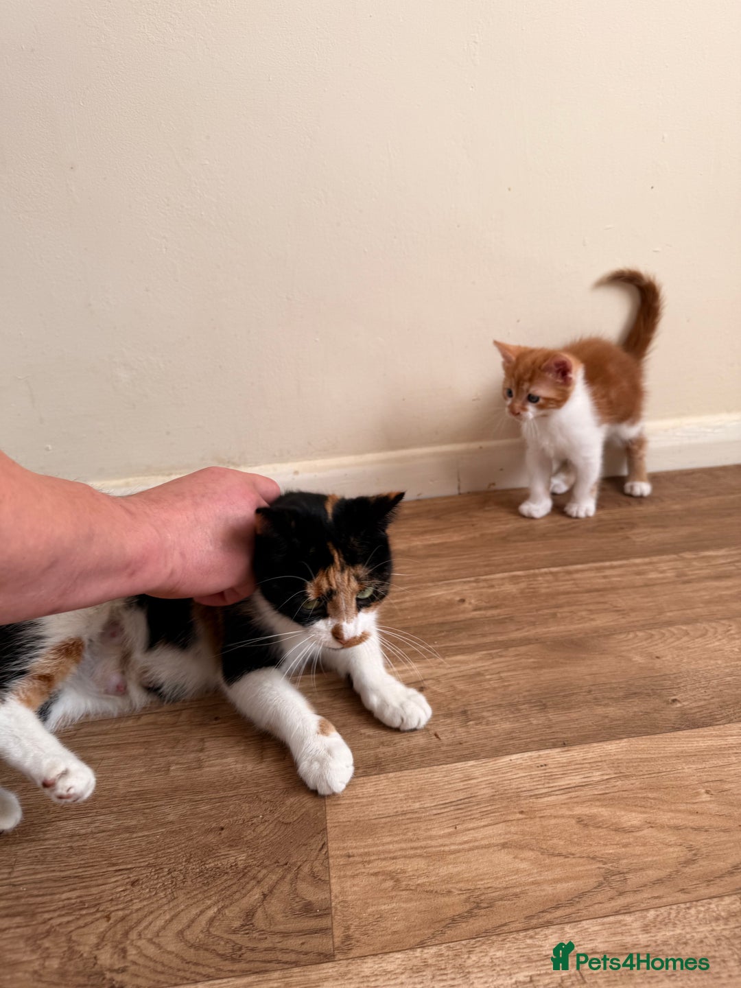 Mixed Breed cats for sale: Three cliffs ready for a new home - Image 1