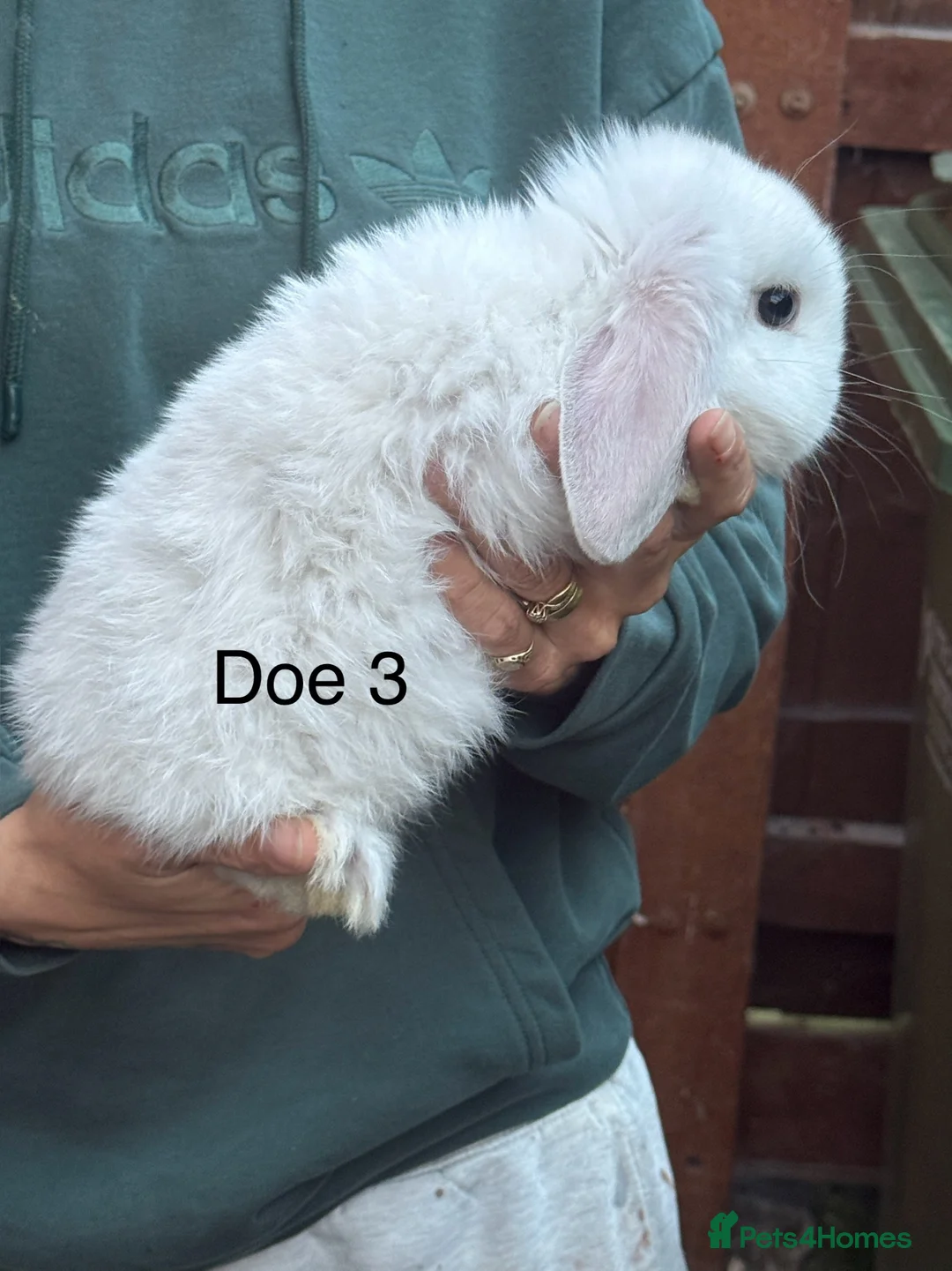 Mini Lop rabbits for sale: Pure mini lops - Advert 2