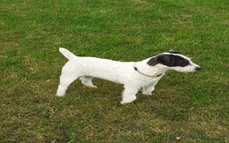 Mixed Breed dogs for sale: 💖 Double trouble 2 gorgeous jack Russell boys 💖 - Advert 2