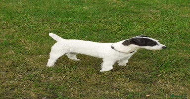 Mixed Breed dogs 💖 Double trouble 2 gorgeous jack Russell boys 💖 - Advert 13