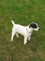 Mixed Breed dogs 💖 Double trouble 2 gorgeous jack Russell boys 💖 - Advert 1