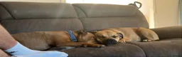 Mixed Breed dogs for sale: 1 year old staffy cross in Leigh - Advert 1