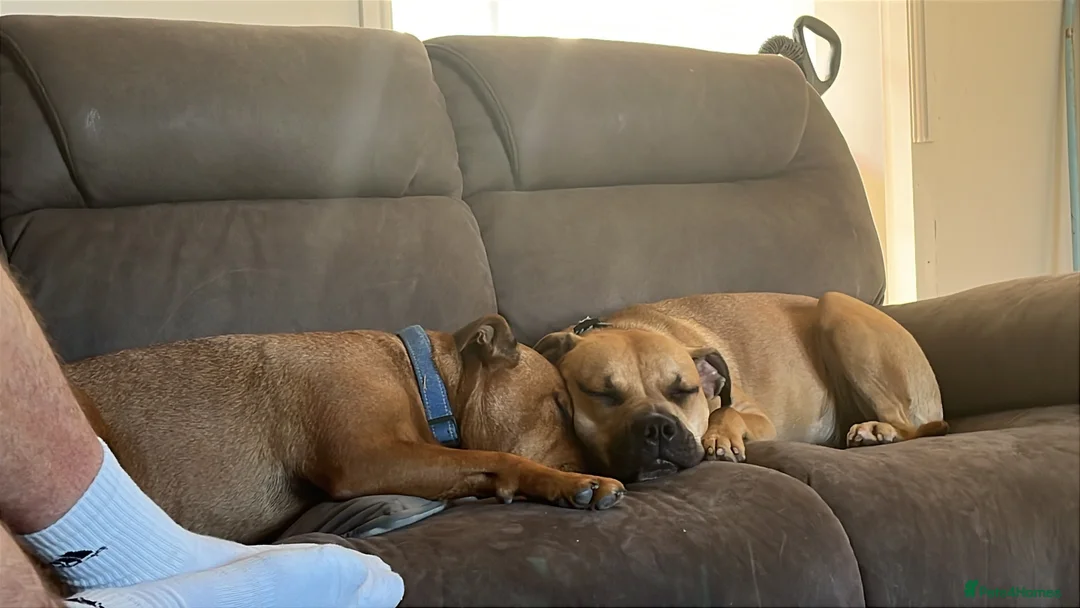 Mixed Breed dogs for sale: 1 year old staffy cross in Leigh - Advert 1