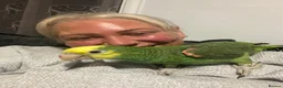 Parrots birds for sale: Magna Double yellow headed Amazon  in Wisbech - Advert 5