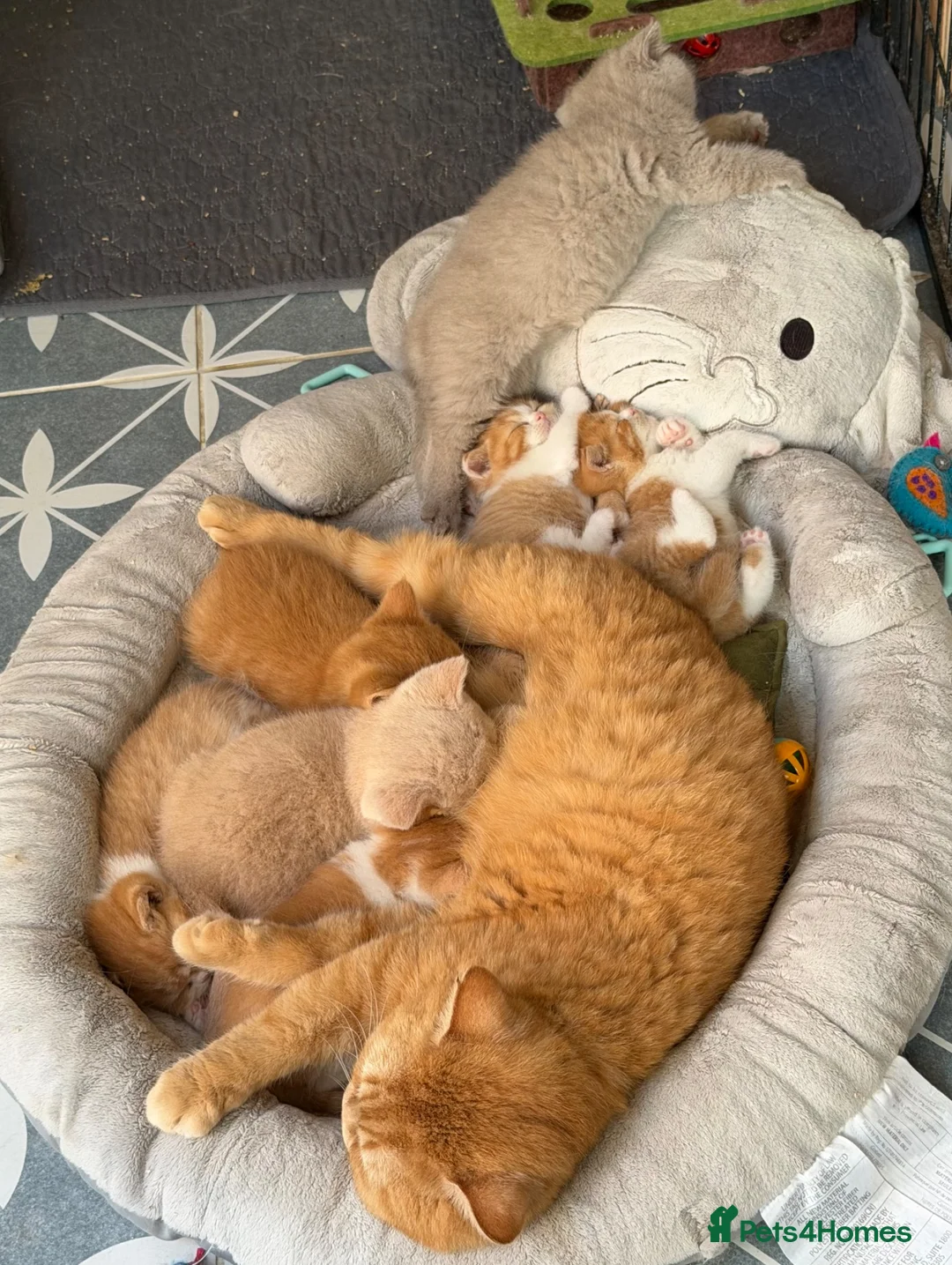 British Shorthair cats for sale: Pedigree British Shorthair - Show Champion Lines in Southampton - Advert 13
