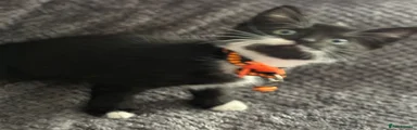 Mixed Breed Kitten 7