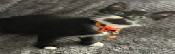 Mixed Breed cats for sale: Playful kittens  in Ipswich - Advert 12